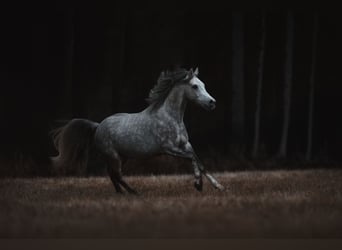 Galés-D, Caballo castrado, 4 años, 148 cm, Tordo rodado