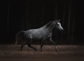 Galés-D, Caballo castrado, 4 años, 148 cm, Tordo rodado