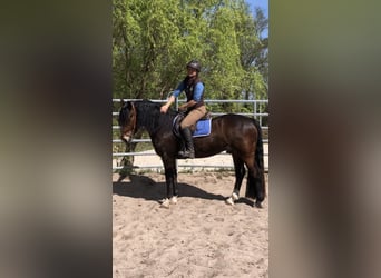 Galés-D, Caballo castrado, 4 años, 150 cm, Castaño