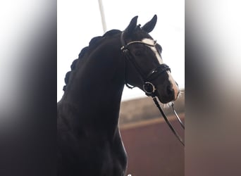 Galés-D, Caballo castrado, 4 años, Negro