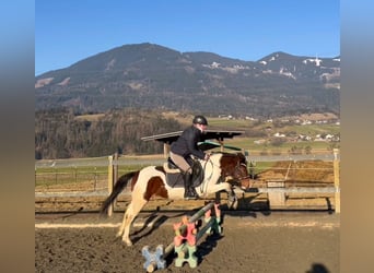 Galés-D, Caballo castrado, 5 años, 138 cm, Pío