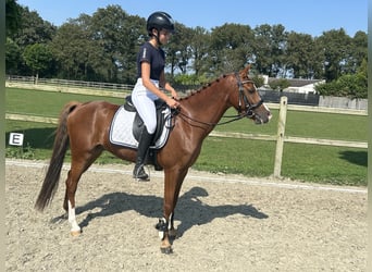 Galés-D, Caballo castrado, 5 años, 142 cm, Alazán