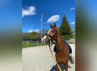 Galés-D, Caballo castrado, 5 años, 142 cm, Alazán