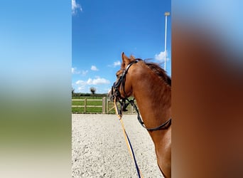 Galés-D, Caballo castrado, 5 años, 142 cm, Alazán