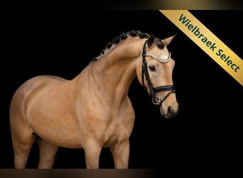 Galés-D, Caballo castrado, 5 años, 145 cm, Buckskin/Bayo