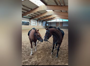 Galés-D, Caballo castrado, 5 años, 147 cm, Alazán