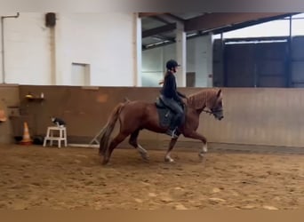 Galés-D, Caballo castrado, 5 años, 147 cm, Alazán