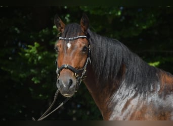 Galés-D, Caballo castrado, 5 años, 147 cm, Castaño