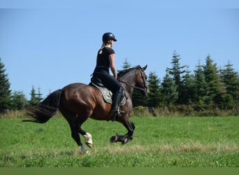 Galés-D, Caballo castrado, 5 años, 147 cm, Castaño