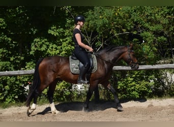 Galés-D, Caballo castrado, 5 años, 147 cm, Castaño