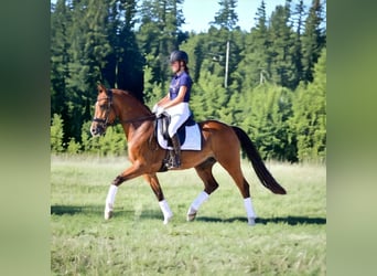 Galés-D, Caballo castrado, 5 años, 148 cm, Castaño