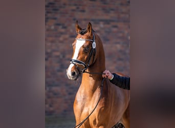 Galés-D, Caballo castrado, 5 años, 148 cm, Castaño