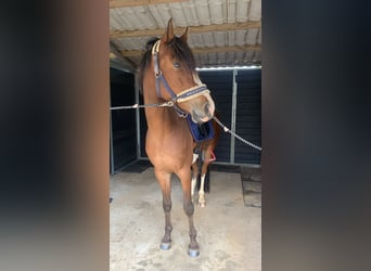 Galés-D, Caballo castrado, 5 años, 148 cm, Castaño