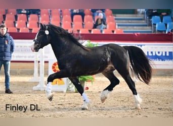 Galés-D, Caballo castrado, 5 años, 148 cm, Morcillo