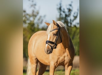 Galés-D, Caballo castrado, 5 años, 150 cm, Palomino