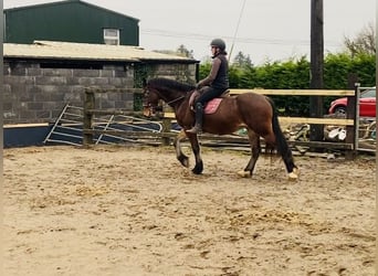 Galés-D, Caballo castrado, 5 años, 155 cm, Castaño