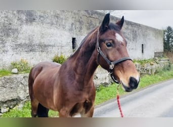 Galés-D, Caballo castrado, 5 años, 155 cm, Castaño