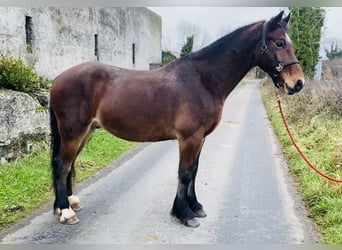 Galés-D, Caballo castrado, 5 años, 155 cm, Castaño