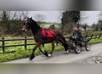 Galés-D, Caballo castrado, 5 años, 155 cm, Castaño