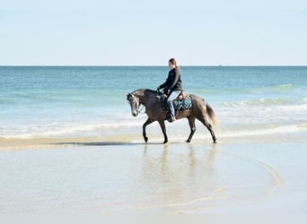 Galés-D Mestizo, Caballo castrado, 6 años, 137 cm, Tordo