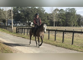 Galés-D Mestizo, Caballo castrado, 6 años, 137 cm, Tordo