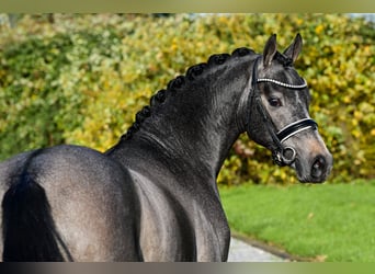 Galés-D, Caballo castrado, 6 años, 143 cm, Tordo