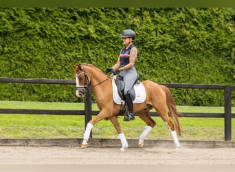 Galés-D, Caballo castrado, 6 años, 145 cm, Alazán