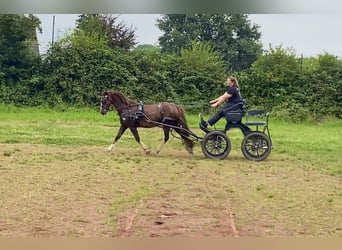 Galés-D Mestizo, Caballo castrado, 6 años, 145 cm, Alazán-tostado