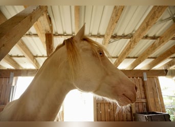Galés-D, Caballo castrado, 6 años, 145 cm, Cremello
