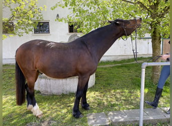 Galés-D, Caballo castrado, 6 años, 158 cm, Castaño