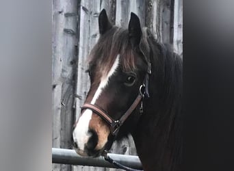 Galés-D, Caballo castrado, 6 años