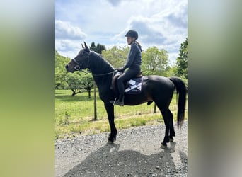 Galés-D Mestizo, Caballo castrado, 6 años, Negro