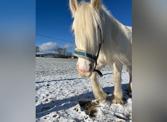 Galés-D Mestizo, Caballo castrado, 7 años, 145 cm, Cremello