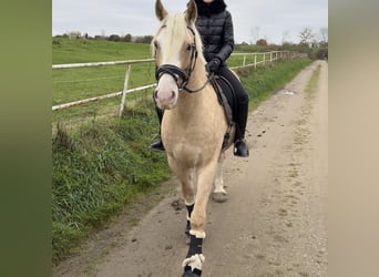 Galés-D, Caballo castrado, 7 años, 150 cm, Palomino