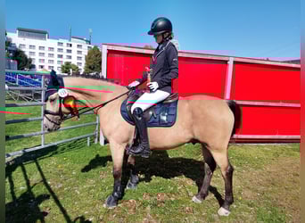 Galés-D, Caballo castrado, 8 años, 142 cm, Buckskin/Bayo