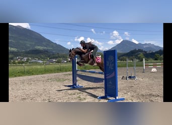 Galés-D, Caballo castrado, 8 años, 145 cm, Castaño oscuro