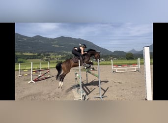 Galés-D, Caballo castrado, 8 años, 145 cm, Castaño oscuro