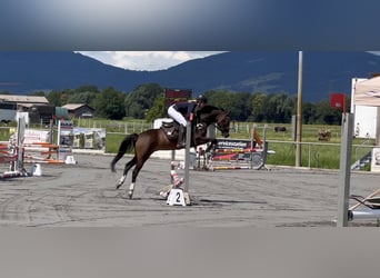 Galés-D, Caballo castrado, 8 años, 145 cm, Castaño oscuro