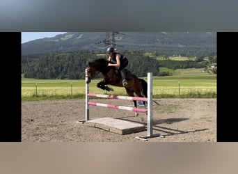 Galés-D, Caballo castrado, 8 años, 145 cm, Castaño oscuro