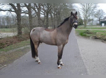 Galés-D, Caballo castrado, 8 años, 148 cm