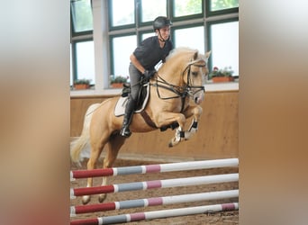 Galés-D, Caballo castrado, 8 años, 149 cm, Palomino