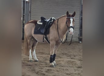 Galés-D, Caballo castrado, 8 años, 150 cm, Alazán