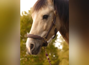 Galés-D, Caballo castrado, 8 años, 152 cm, Buckskin/Bayo