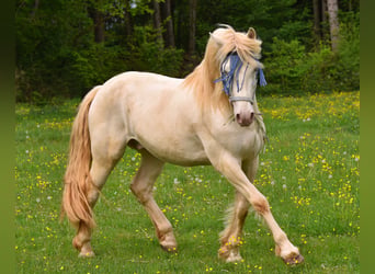 Galés-D, Caballo castrado, 8 años, 152 cm, Perlino