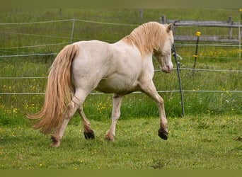 Galés-D, Caballo castrado, 8 años, 152 cm, Perlino