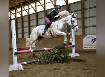 Galés-D, Caballo castrado, 9 años, 137 cm, Alazán rojizo