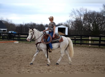 Galés-D, Caballo castrado, 9 años, 137 cm, Alazán rojizo