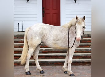 Galés-D, Caballo castrado, 9 años, 137 cm, Alazán rojizo