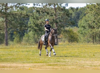 Galés-D, Caballo castrado, 9 años, 143 cm, Castaño oscuro