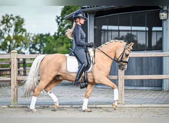 Galés-D, Caballo castrado, 9 años, 145 cm, Palomino